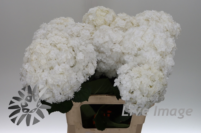 <h4>Hydrangea royal highness</h4>