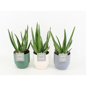 Aloe Vera in Expression Mix
