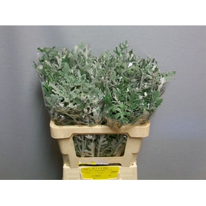 JACOBAEA MARITIMA