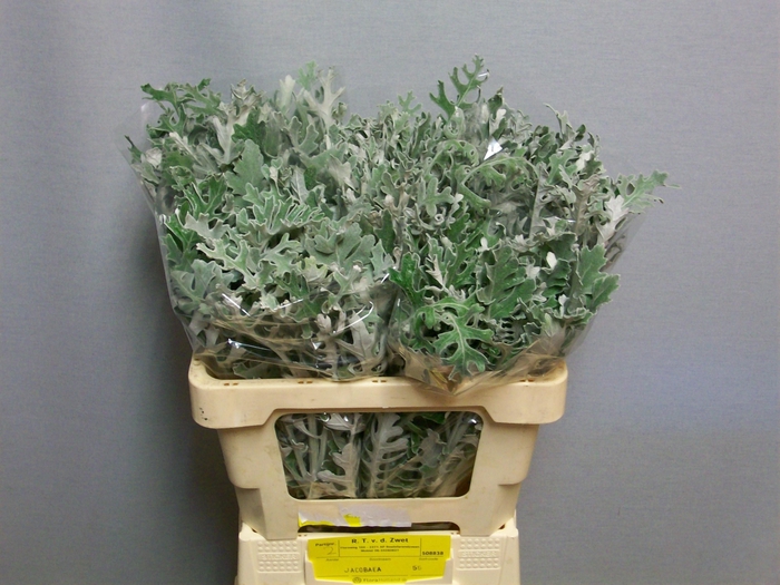<h4>JACOBAEA MARITIMA</h4>