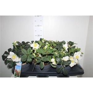 Hell Ni Chr Carol 10 Bloemen+