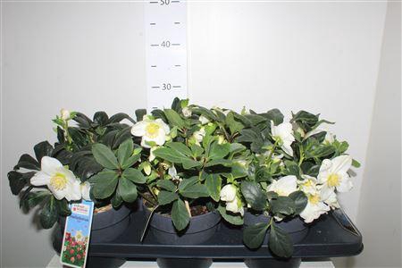 <h4>Hell Ni Chr Carol 10 Bloemen+</h4>