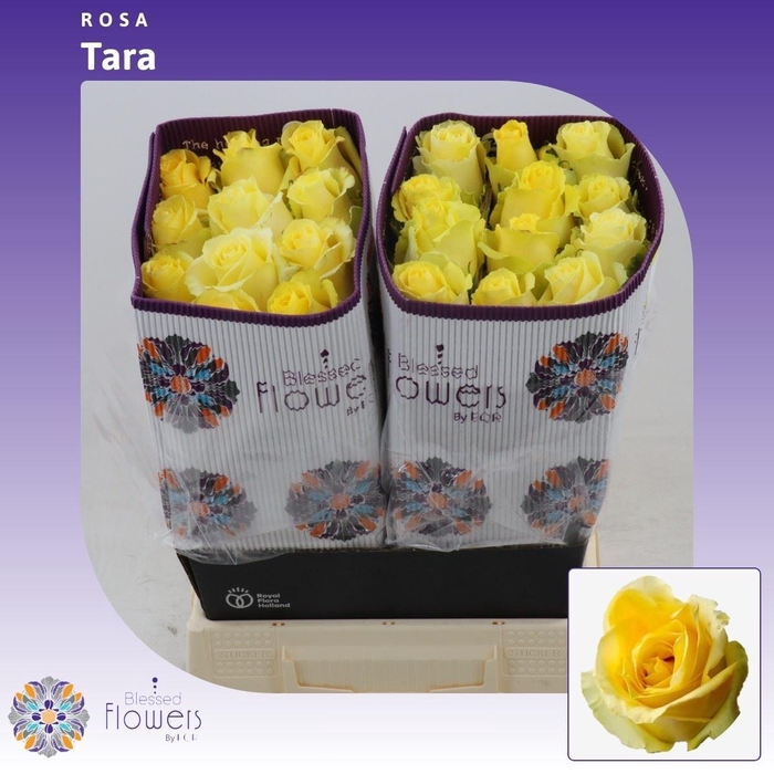 <h4>Rosa gr Tara</h4>