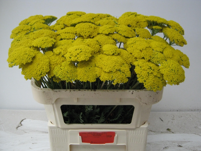 <h4>ACHIL F PARK VARIETY</h4>