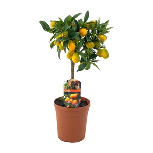 Citrus kumquat