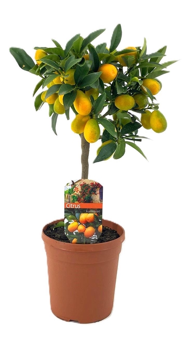 <h4>Citrus kumquat</h4>