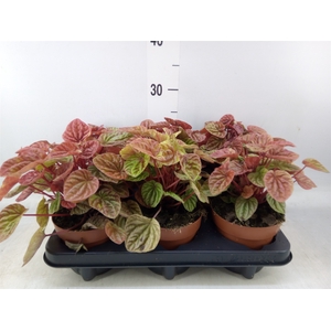 Peperomia caperata 'Quito'