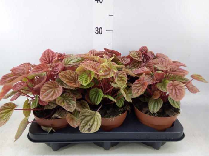 <h4>Peperomia caperata 'Quito'</h4>