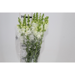 BOCA DE LEAO POTOMAC WHITE 070 CM