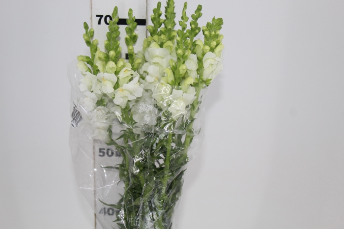 <h4>BOCA DE LEAO POTOMAC WHITE 070 CM</h4>