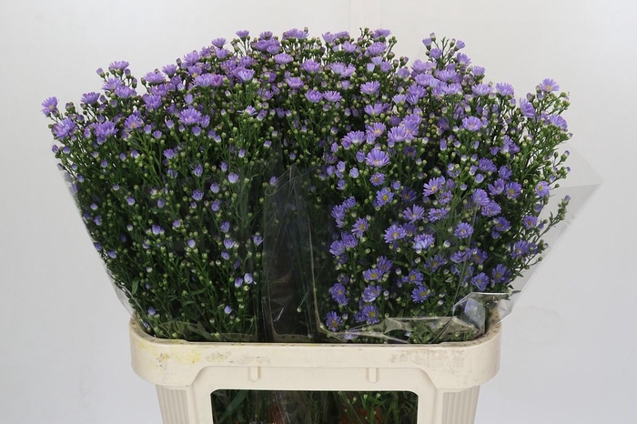 <h4>Aster Cassandra</h4>