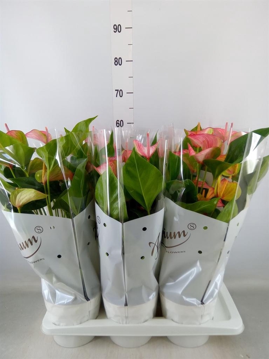 <h4>Anthurium andr. 'Livium Red'</h4>