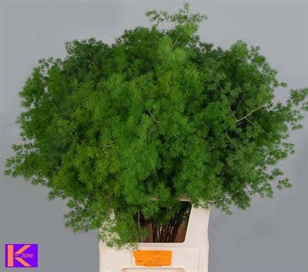 <h4>Asp Umbellatus</h4>