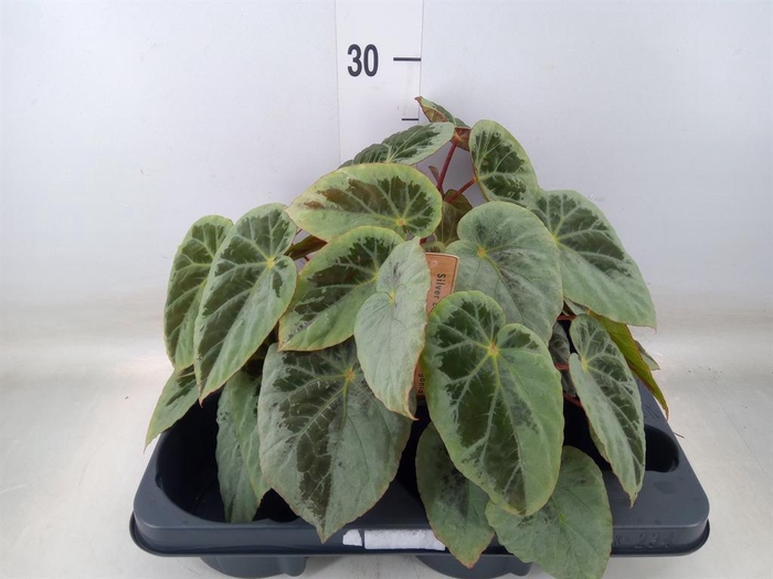 <h4>Begonia BD   ...</h4>