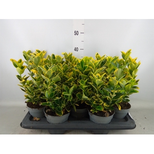 Euonymus japon. 'Aureus'