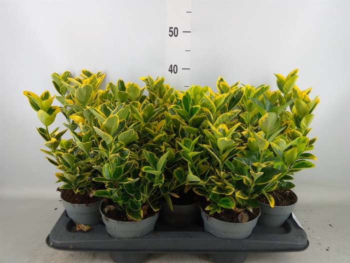 <h4>Euonymus japon. 'Aureus'</h4>