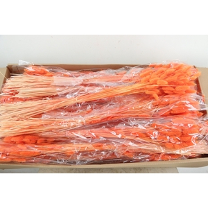 DF Lagurus Bs 50g/70cm Orange