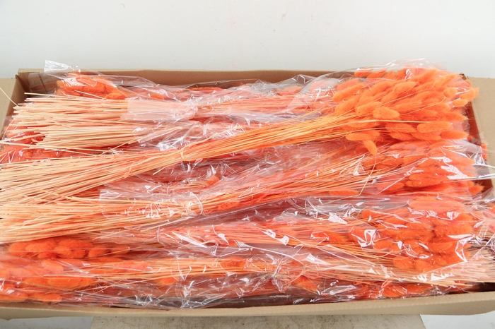 <h4>DF Lagurus Bs 50g/70cm Orange</h4>
