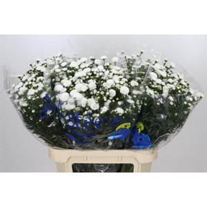 Aster Pretty Wendy