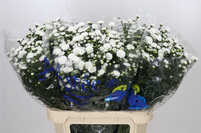 <h4>Aster Pretty Wendy</h4>