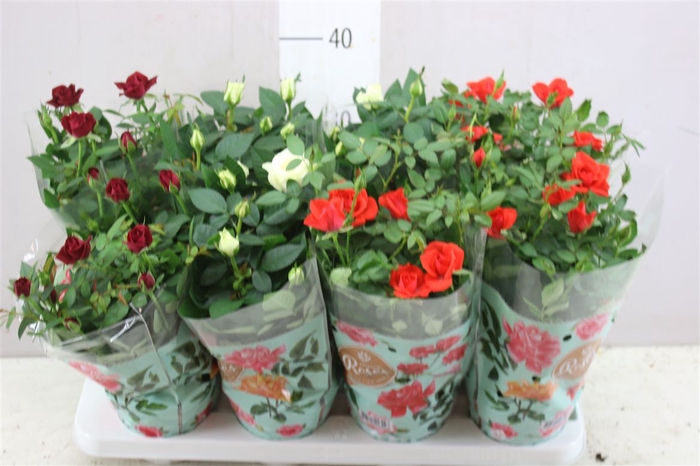 <h4>Rosa Favourite Gemengd</h4>