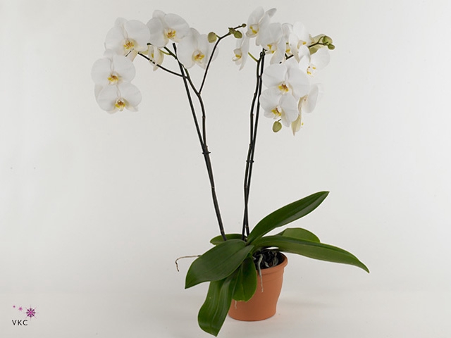 Mimesis Phal. Crown White - 3 spike 21cm