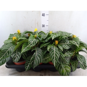 Aphelandra squar. 'Dania'