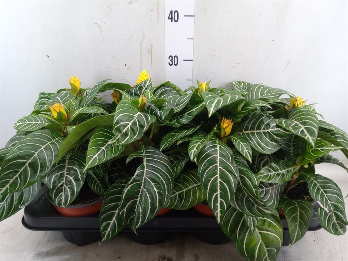 <h4>Aphelandra squar. 'Dania'</h4>