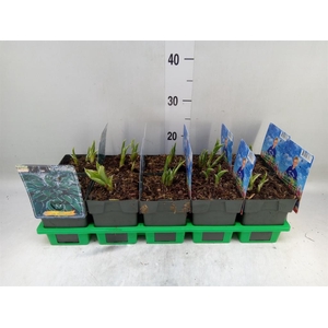 Hosta undulata 'Albomarginata'