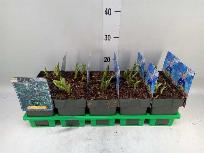 <h4>Hosta undulata 'Albomarginata'</h4>