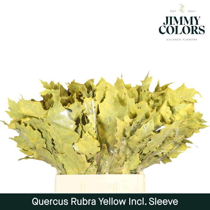 <h4>Quercus Rubra sleeve L60 Geel</h4>
