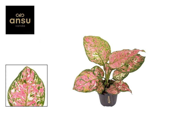 <h4>Aglaonema overig</h4>