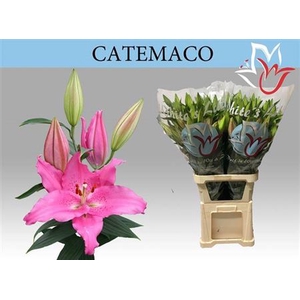 Li Or Catemaco