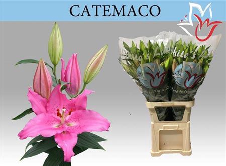 <h4>Li Or Catemaco</h4>