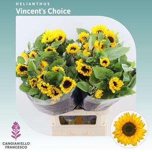 Helianthus Vincent's Choice