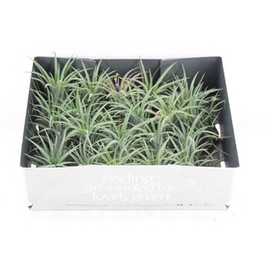arr3 CP - Till. - Ionantha groen x20