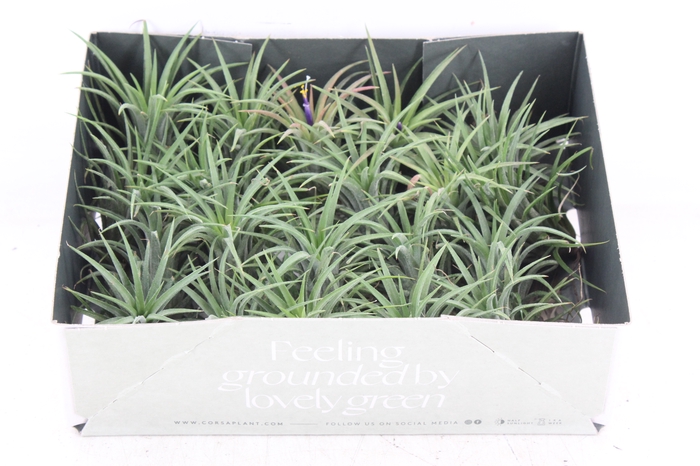<h4>arr3 CP - Till. - Ionantha groen x20</h4>