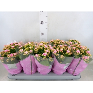 Kalanchoe blos. 'Perfecta Pink'