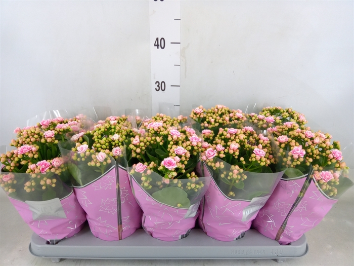 <h4>Kalanchoe blos. 'Perfecta Pink'</h4>