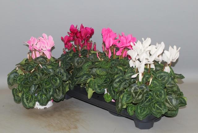 <h4>CYCL GR SUP XL</h4>