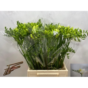 FR EN WHITE SERENADE