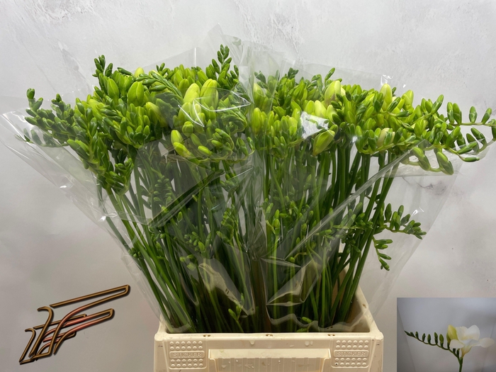 <h4>FR EN WHITE SERENADE</h4>