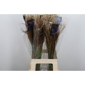 Miscanthus sin. 'White Cloud'