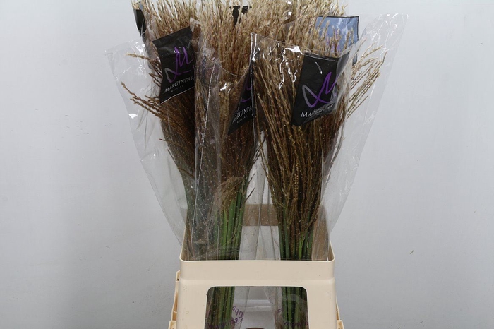 <h4>Miscanthus sin. 'White Cloud'</h4>