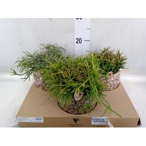 Rhipsalis   ...mix