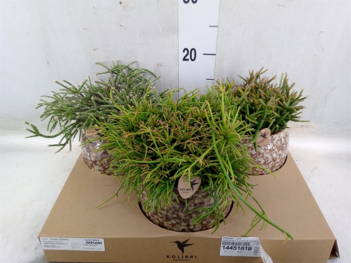<h4>Rhipsalis   ...mix</h4>