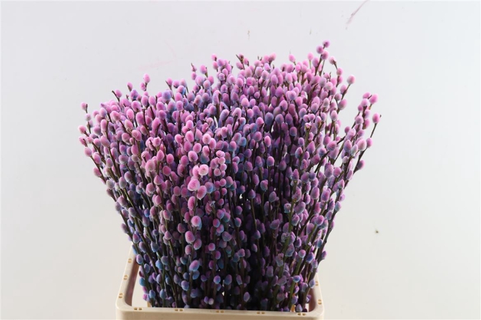 <h4>Salix Wilgenkatjes Bubblegum 70cm Pst</h4>