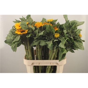 Helianthus Vincent Choice