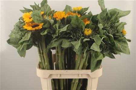 <h4>Helianthus Vincent Choice</h4>