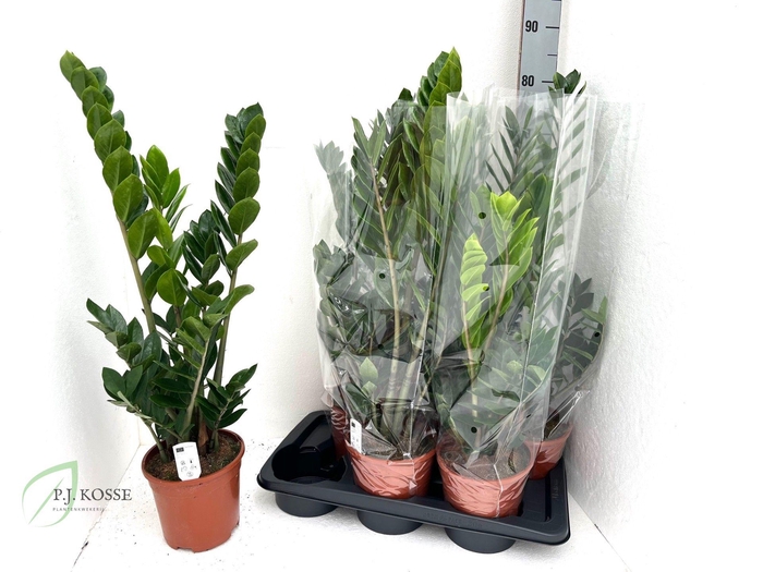 <h4>ZAMIO ZAMIIFOLIA</h4>